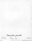 Historisches Foto (Rückseite) von Eodromites grandis (von Meyer, 1857) (NHMW-AFW-GEO-BACHMAYER-FOTO-1990-0041-2097)